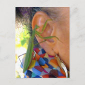 Praying Mantis deelt een geheim - V briefkaart (Voorkant)