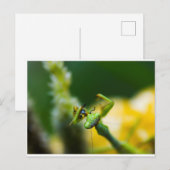 Praying Mantis Eating Prey Briefkaart (Voorkant / Achterkant)