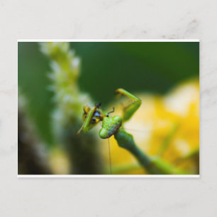 Praying Mantis Eating Prey Briefkaart