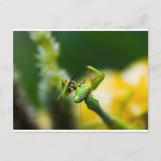 Praying Mantis Eating Prey Briefkaart (Voorkant)
