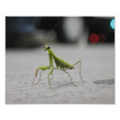Praying Mantis Foto Afdruk (Voorkant)