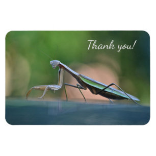 Praying Mantis Hartelijk dank Magneet