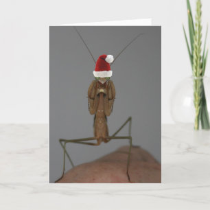 Praying Mantis Holiday Card Feestdagen Kaart