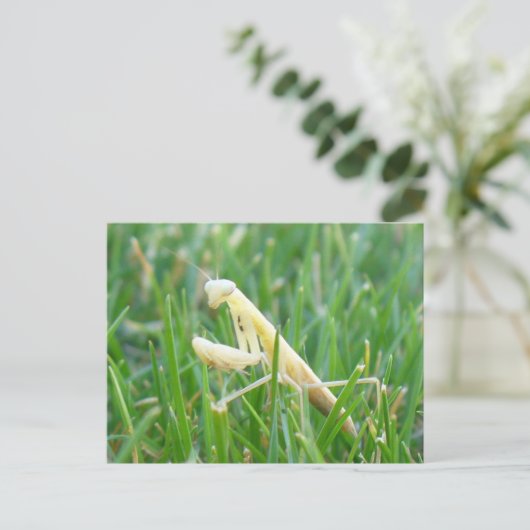 Praying Mantis in Grass Briefkaart (Staand voorkant)