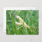Praying Mantis in Grass Briefkaart (Voorkant / Achterkant)