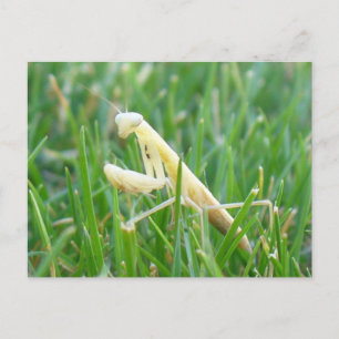 Praying Mantis in Grass Briefkaart