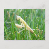 Praying Mantis in Grass Briefkaart (Voorkant)