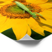 Praying Mantis in Sunflower Poster (Hoek)