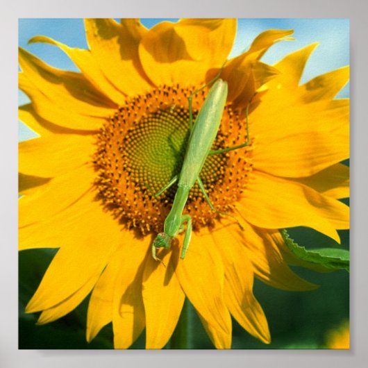 Praying Mantis in Sunflower Poster (Voorkant)