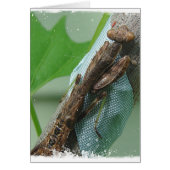 Praying Mantis Insect (Voorkant)