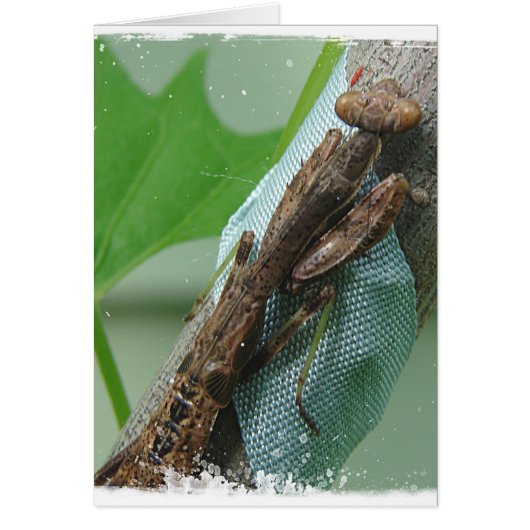 Praying Mantis Insect (Voorkant)