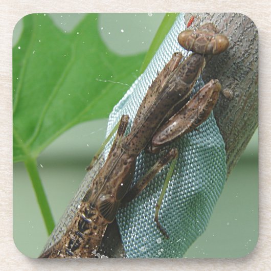 Praying Mantis Insect Bier Onderzetter (Voorkant)