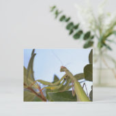 Praying Mantis Insect Briefkaart (Staand voorkant)