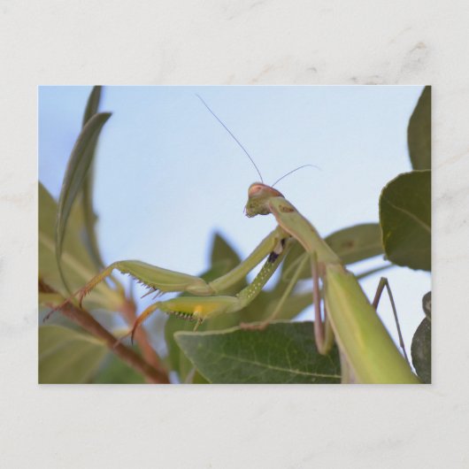 Praying Mantis Insect Briefkaart (Voorkant)