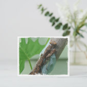 Praying Mantis Insect Briefkaart (Staand voorkant)