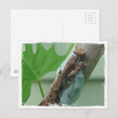 Praying Mantis Insect Briefkaart (Voorkant / Achterkant)