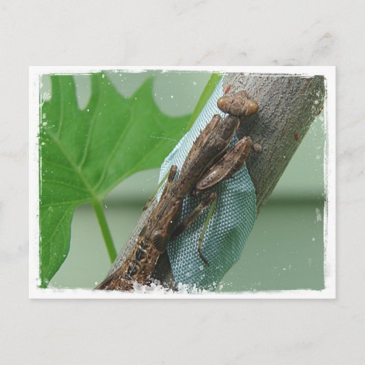 Praying Mantis Insect Briefkaart (Voorkant)