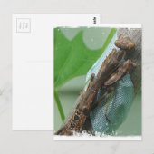 Praying Mantis Insect Briefkaart (Voorkant / Achterkant)