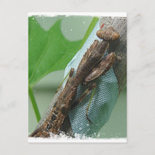 Praying Mantis Insect Briefkaart