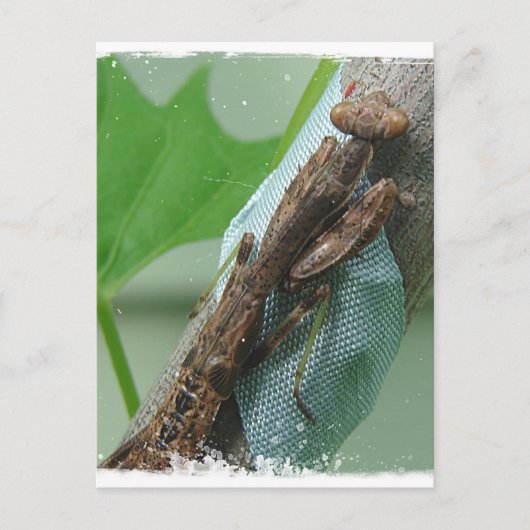 Praying Mantis Insect Briefkaart (Voorkant)