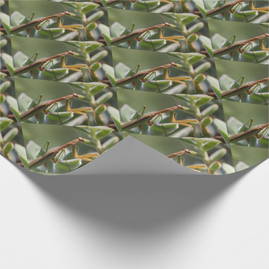 Praying Mantis Insect Cadeaupapier (Hoek)