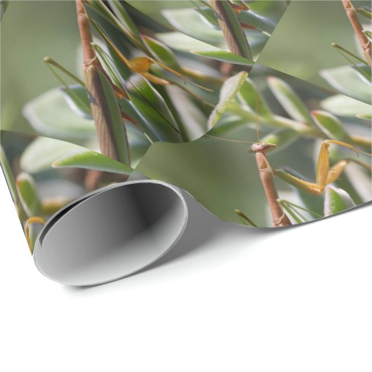 Praying Mantis Insect Cadeaupapier (Rol Hoek)