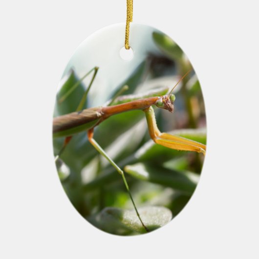 Praying Mantis Insect Keramisch Ornament (Voorkant)