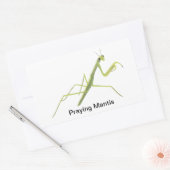 Praying Mantis Insect Painting Stickers (Envelop)
