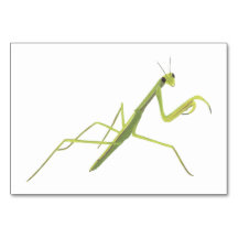 Praying Mantis Insect Reading Flashcards for Adult