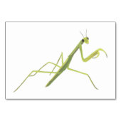 Praying Mantis Insect Reading Flashcards for Adult Kaart (Voorkant)