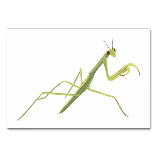 Praying Mantis Insect Reading Flashcards for Adult Kaart (Voorkant)