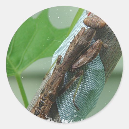 Praying Mantis Insect Ronde Sticker (Voorkant)