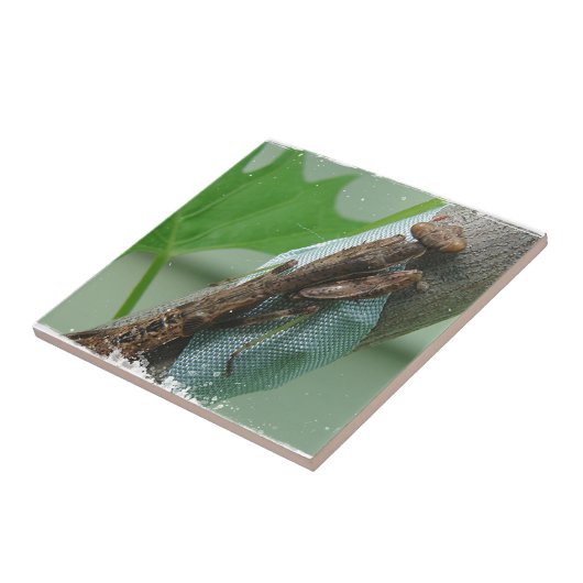 Praying Mantis Insect Tegeltje (Zijkant)