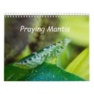 Praying Mantis Insects Calendar Kalender