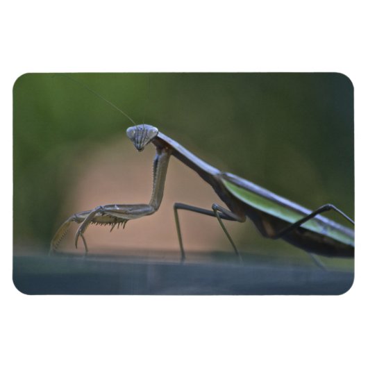 Praying Mantis Large Magnet Magneet (Horizontaal)