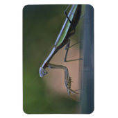 Praying Mantis Large Magnet Magneet (Verticaal)