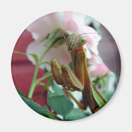 Praying Mantis Magneet (Voorkant)