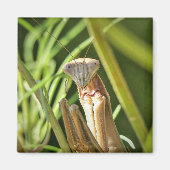 Praying Mantis Magneet (Voorkant)