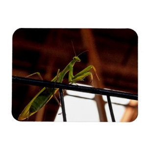 Praying Mantis Magneet