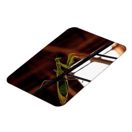 Praying Mantis Magneet (Linkerzijde)