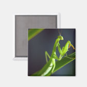 Praying Mantis Magneet (Voorkant / Achterkant)