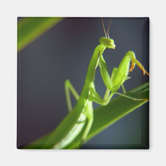Praying Mantis Magneet (Voorkant)