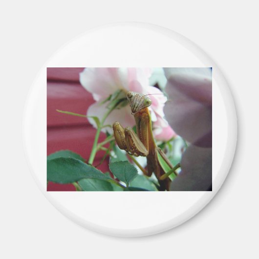 Praying Mantis Magneet (Voorkant)