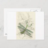 Praying Mantis, Mantis Religiosa Briefkaart (Voorkant / Achterkant)