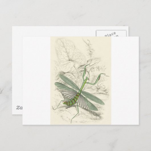 Praying Mantis, Mantis Religiosa Briefkaart (Voorkant / Achterkant)
