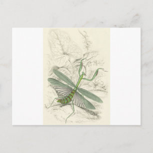 Praying Mantis, Mantis Religiosa Briefkaart