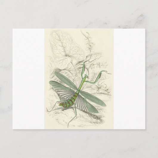 Praying Mantis, Mantis Religiosa Briefkaart (Voorkant)