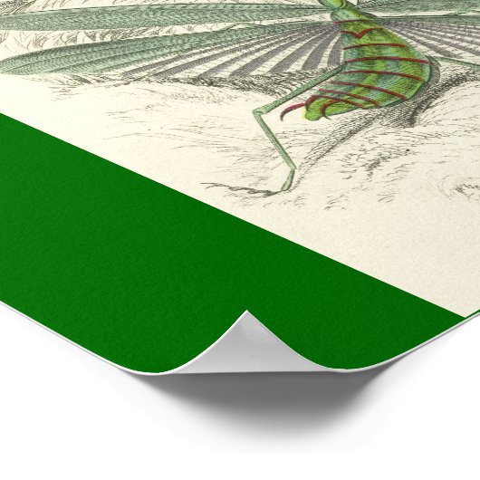 Praying Mantis, Mantis Religiosa Poster (Hoek)