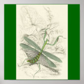 Praying Mantis, Mantis Religiosa Poster (Voorkant)