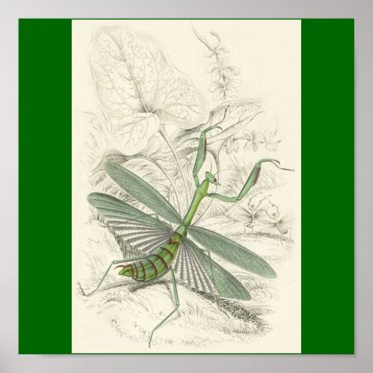 Praying Mantis, Mantis Religiosa Poster (Voorkant)